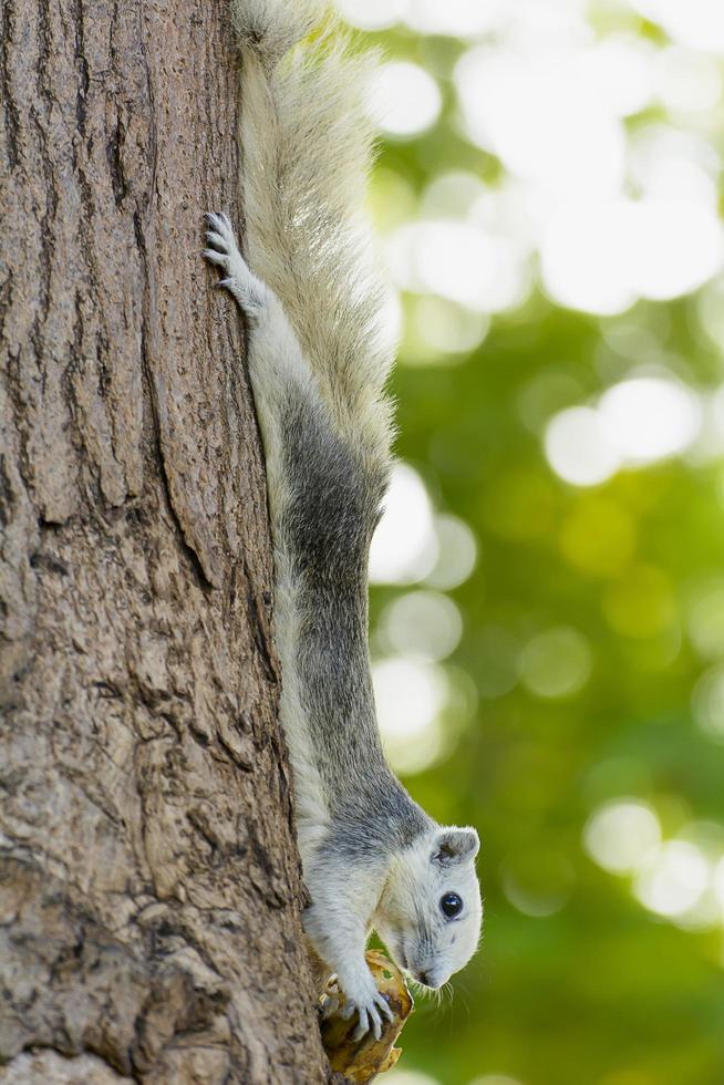 Squirrels eat bananas on the tree. It's beautiful photo