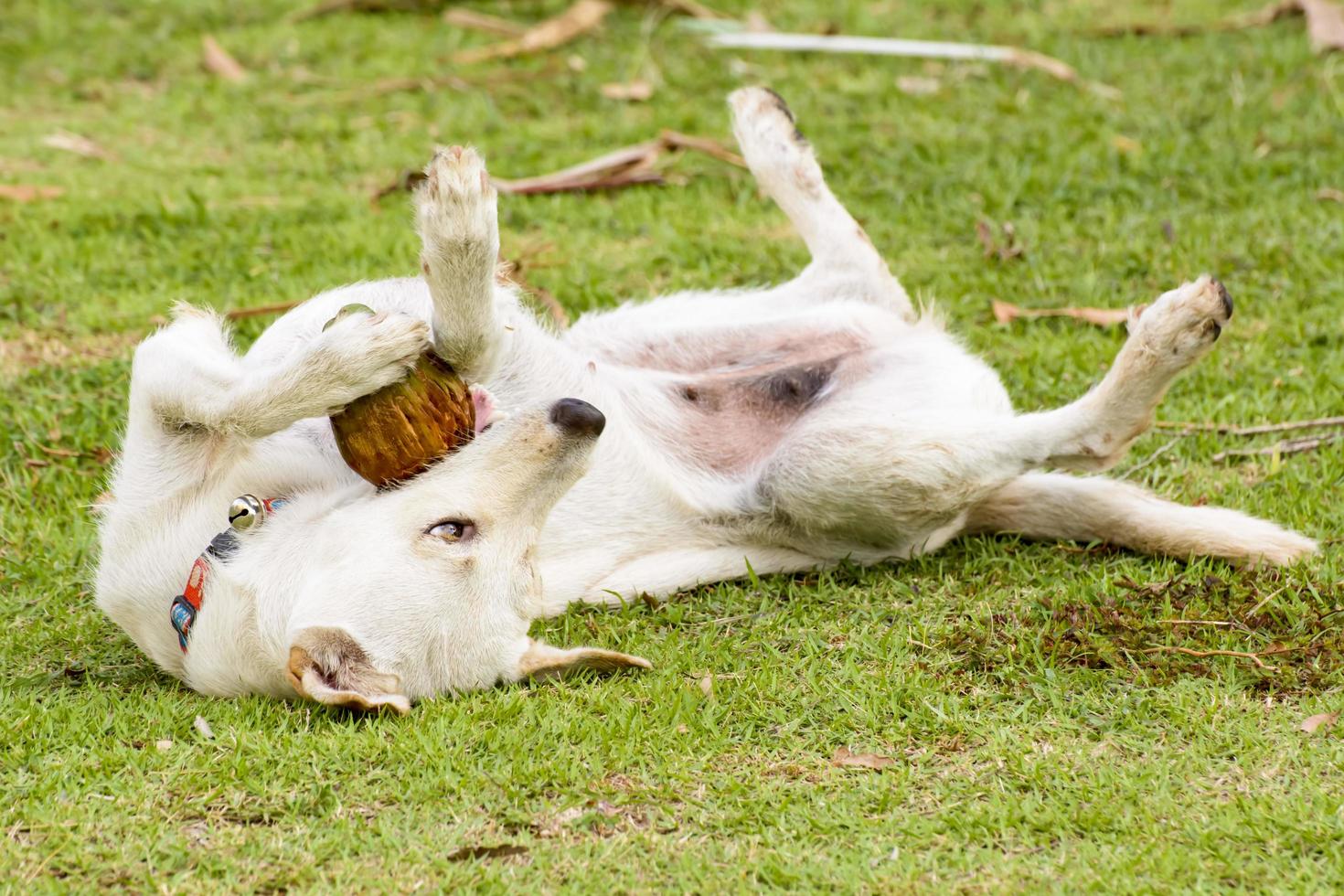 The dog is playing with the coconut that it is fun. photo