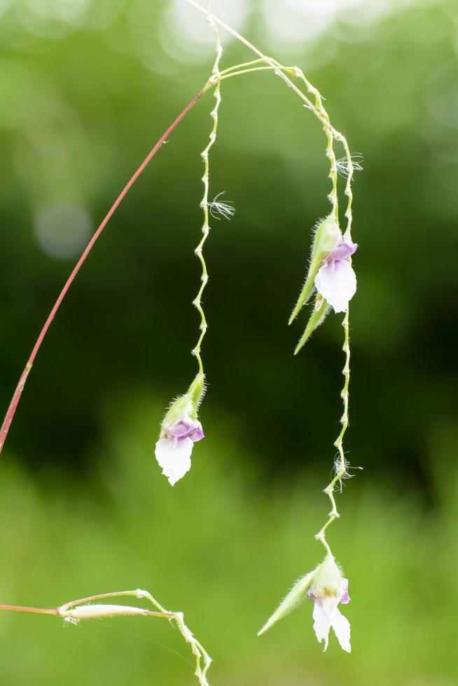 Marantaceae is a flower that is very beautiful and outstanding. The flowers are small. photo