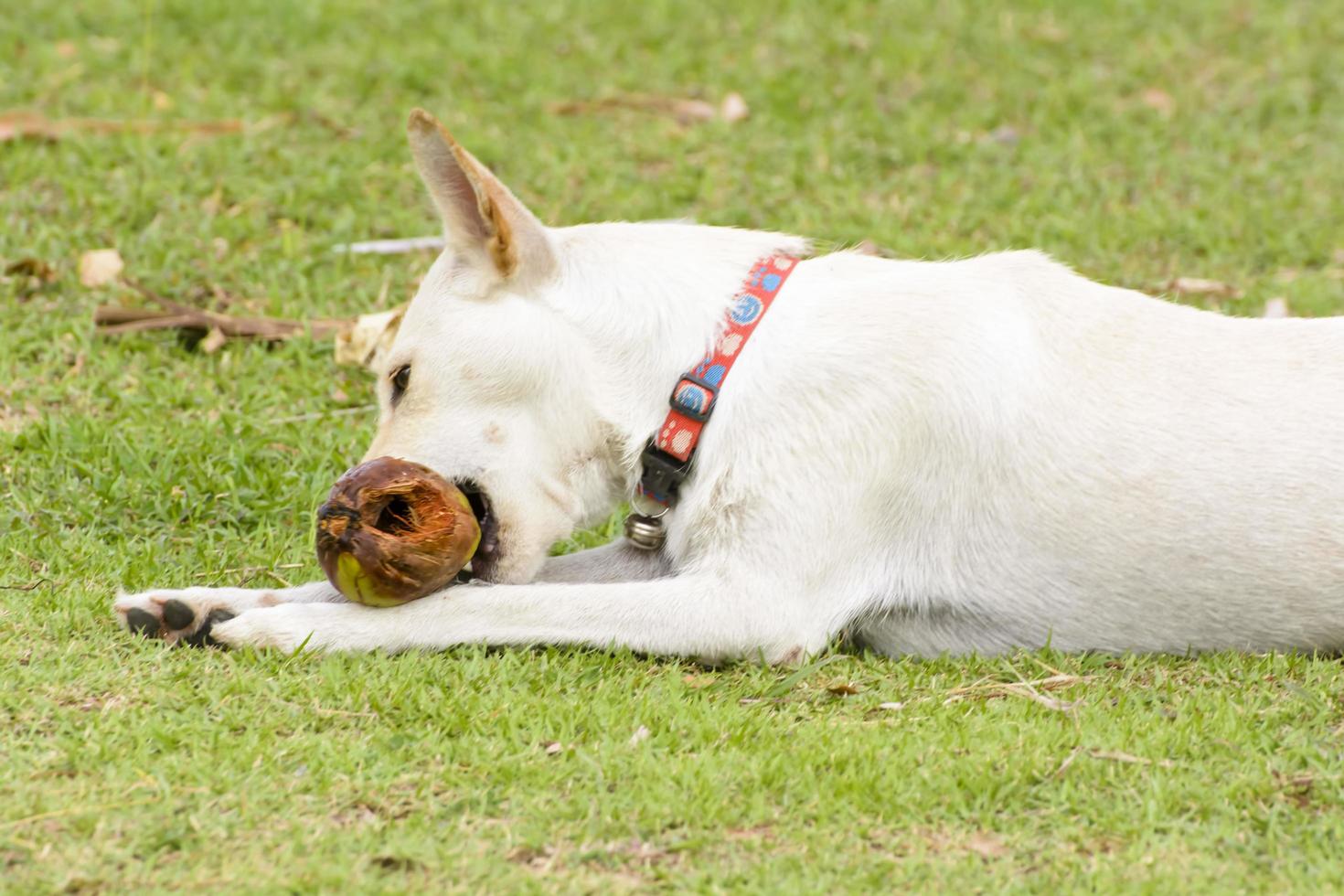 The dog is playing with the coconut that it is fun. photo