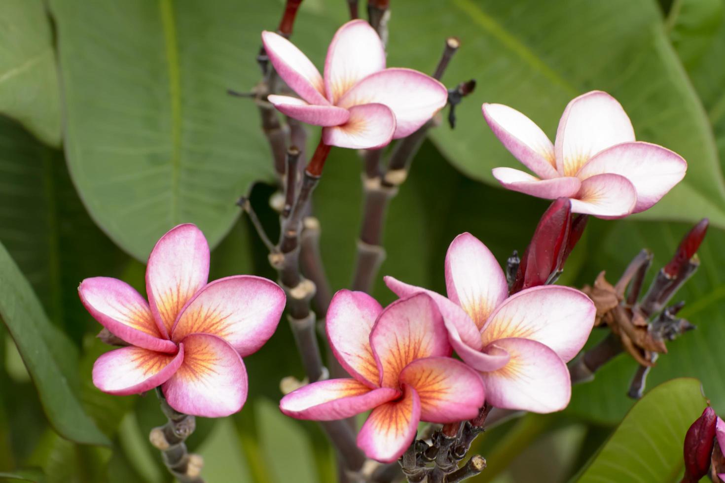 Plumeria flowers are so beautiful that popular in Thailand. photo