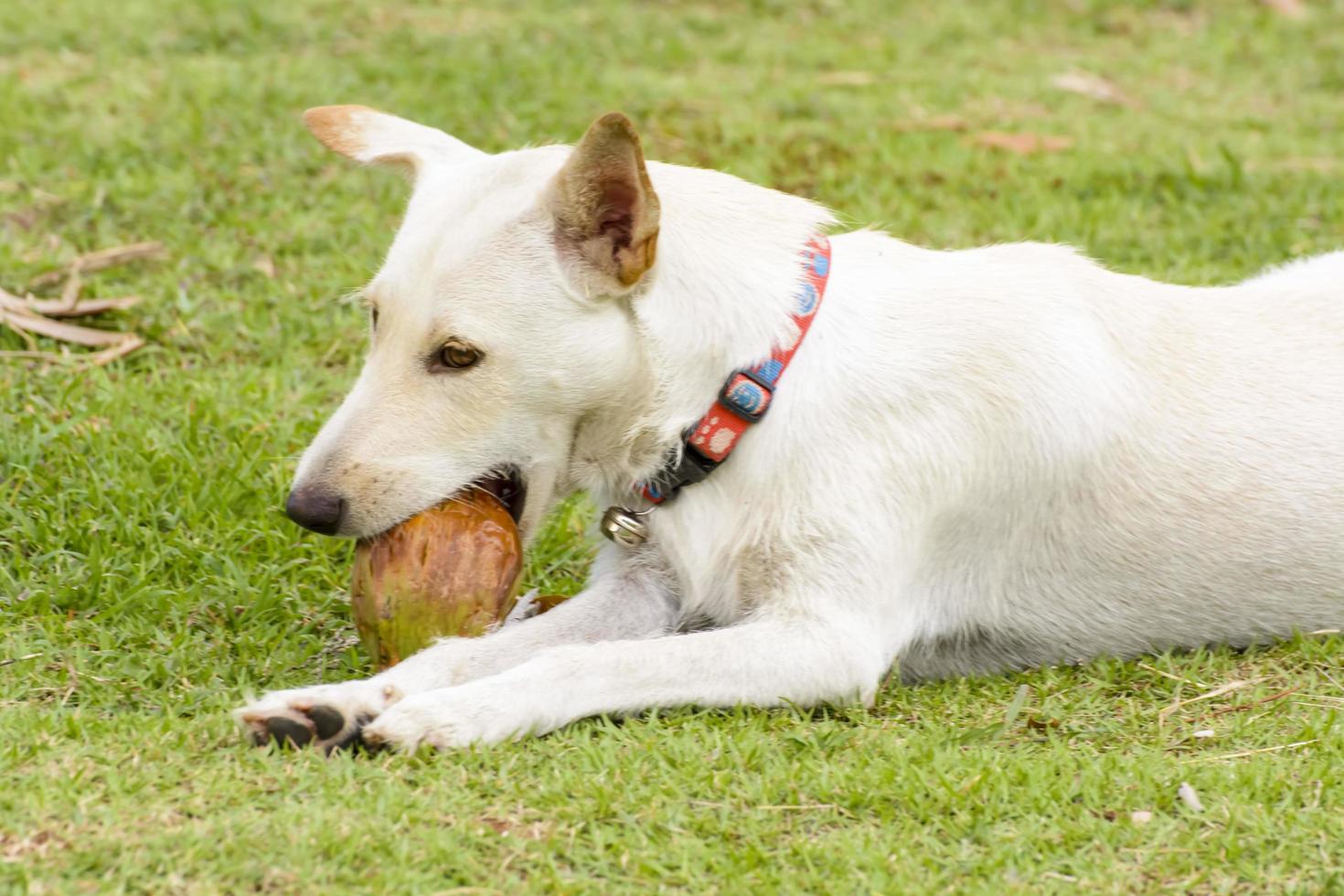 The dog is playing with the coconut that it is fun. photo