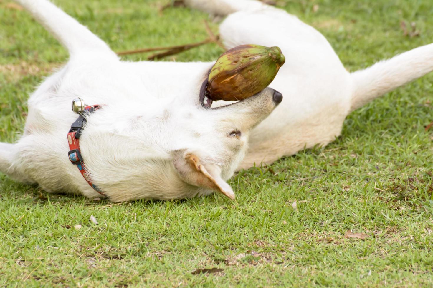 The dog is playing with the coconut that it is fun. photo