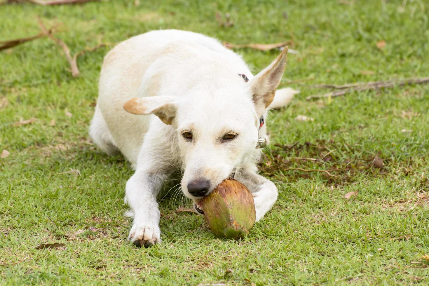 The dog is playing with the coconut that it is fun. photo