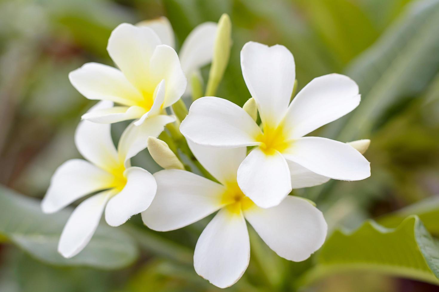 Plumeria flowers are so beautiful that popular in Thailand. photo