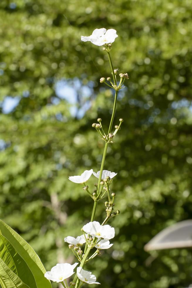 sagittaria lancifolia una madera de agua. plantas de agua que necesitan sol todo el día. foto