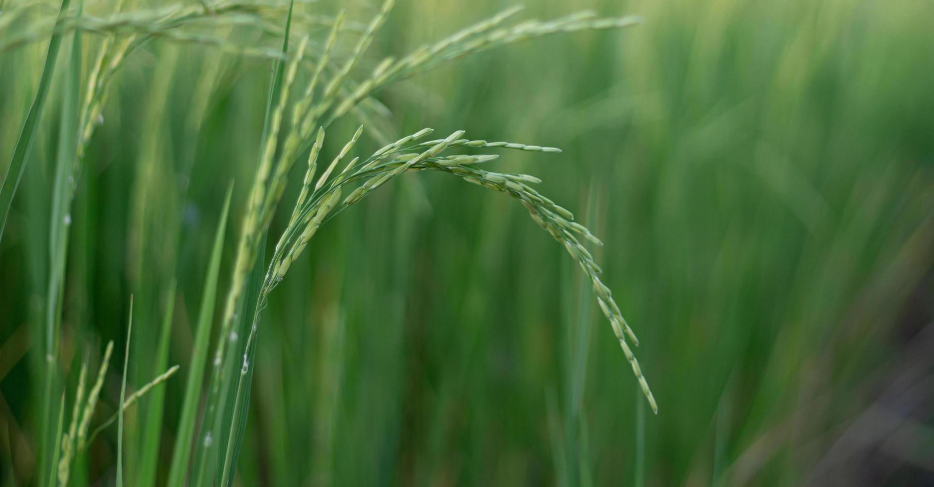 Close up green rice paddy and blur green background photo