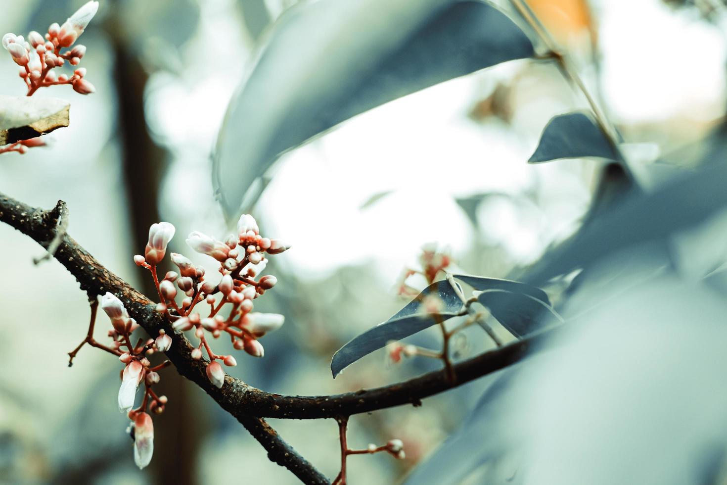 Small flower on branch and blur green leaves and vintage tone style photo