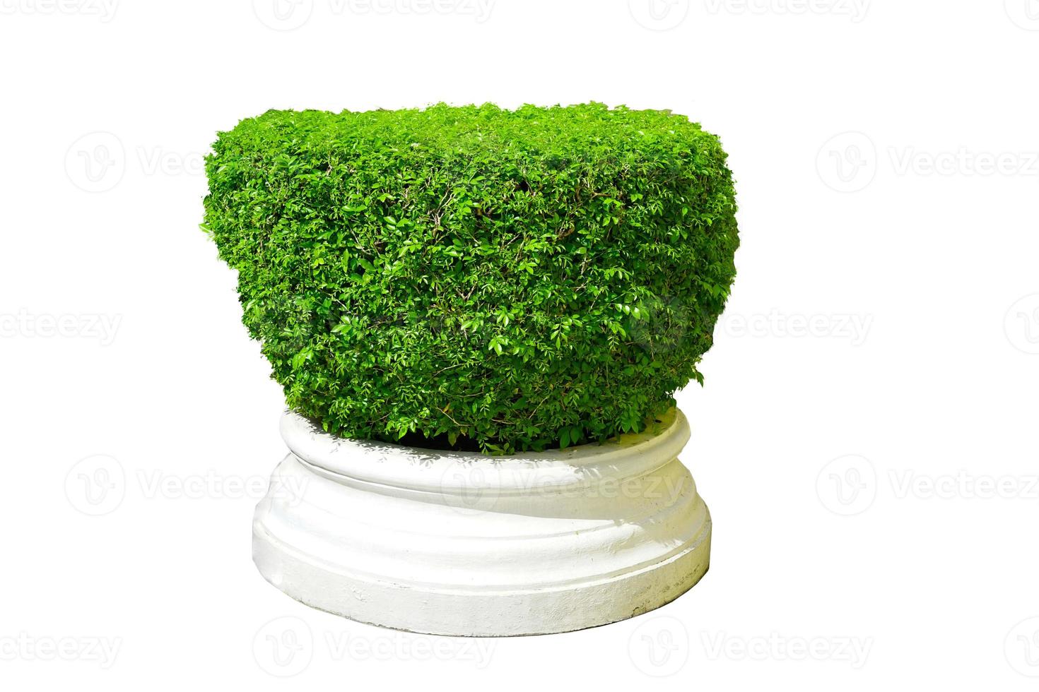 green plant pot isolated. photo