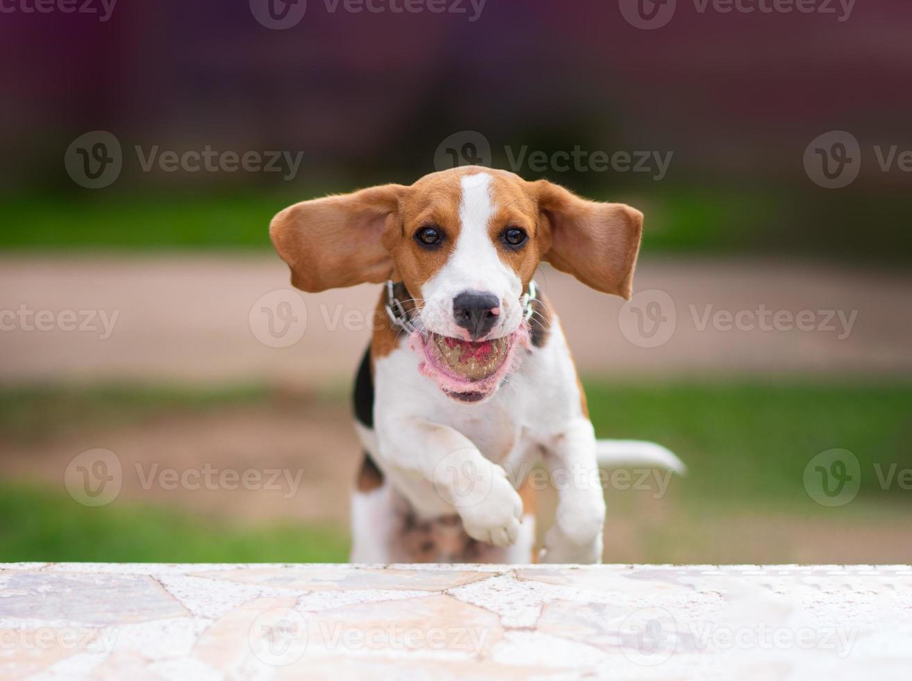Beagle catch old ball and jumping on white marble table. Beagle concept dog activity. Animals dog concept. photo