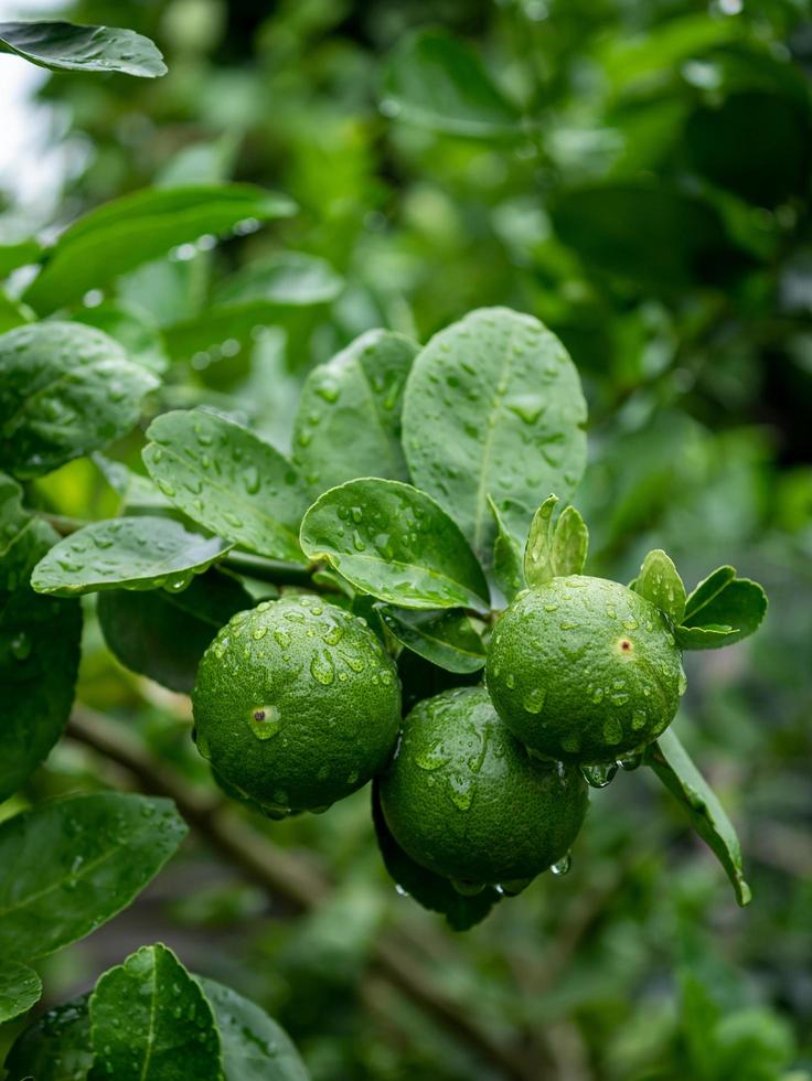 Close-up fresh green limes hanging on a tree that gets wet after rain on the farm. photo