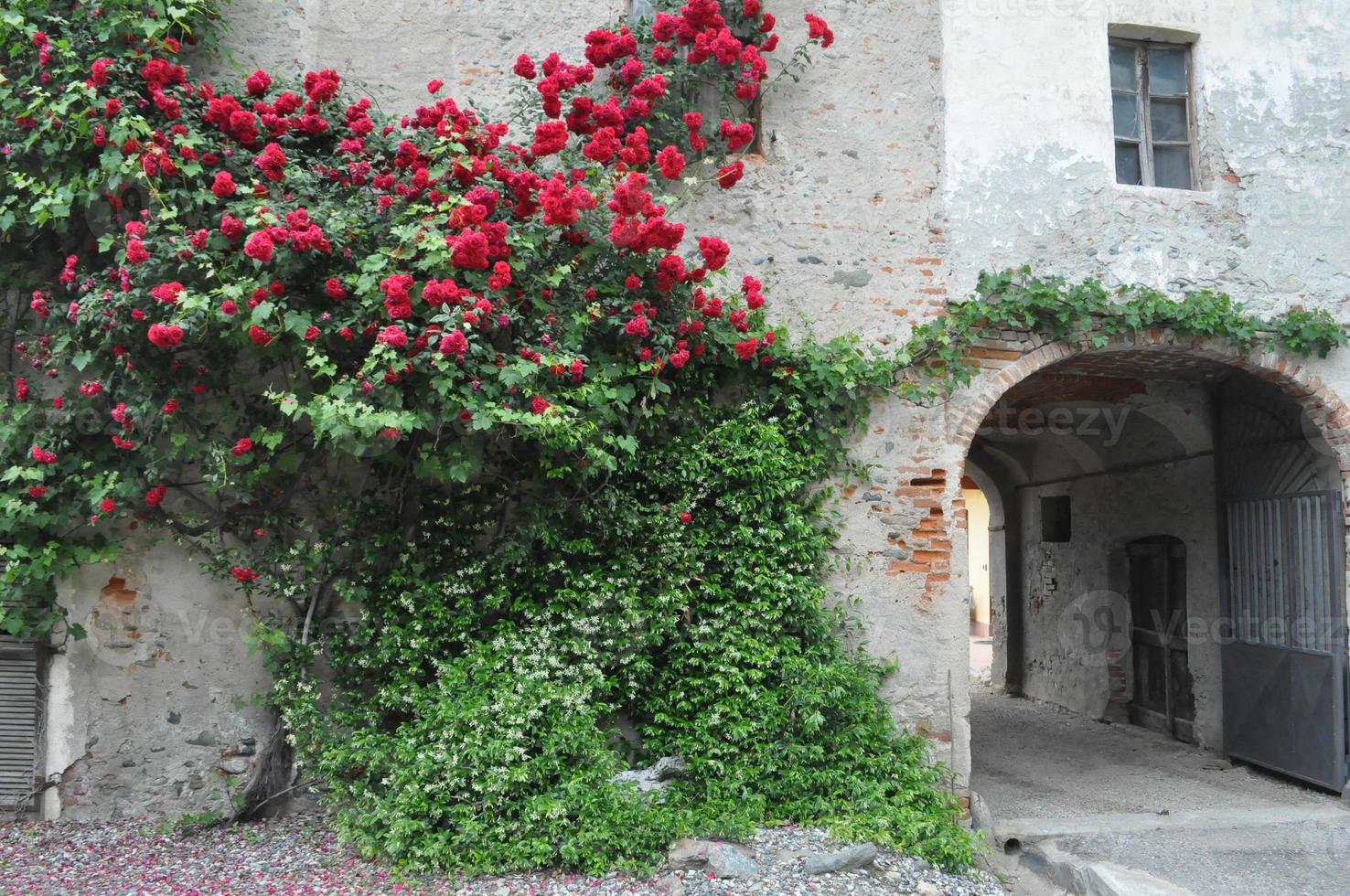 rose plant Rosa red flower on ancient wall photo