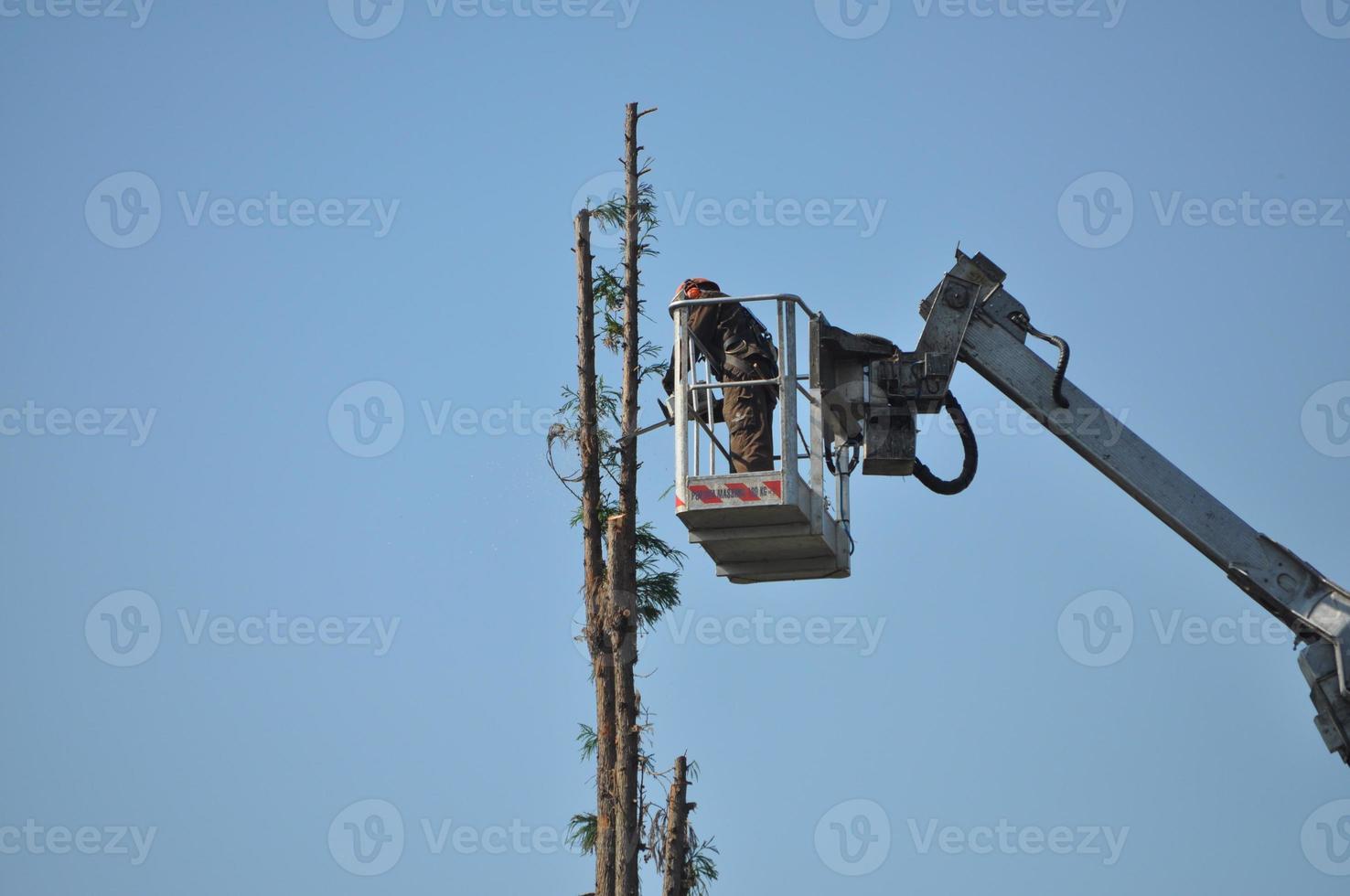 Unrecognisable gardener pruning a tree photo