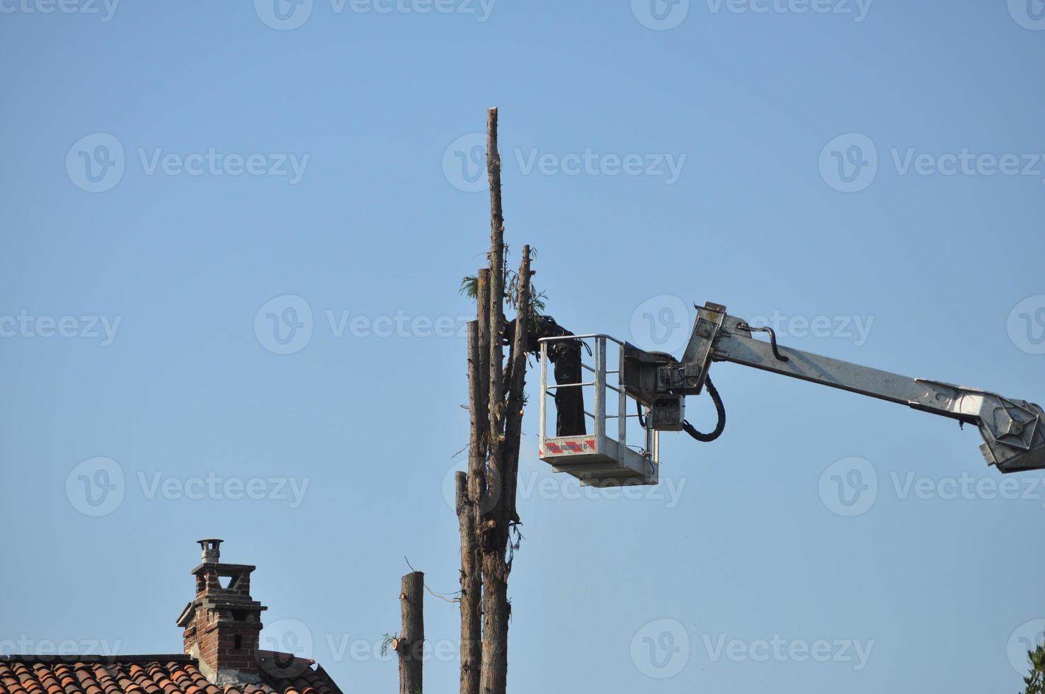 Unrecognisable gardener pruning a tree photo