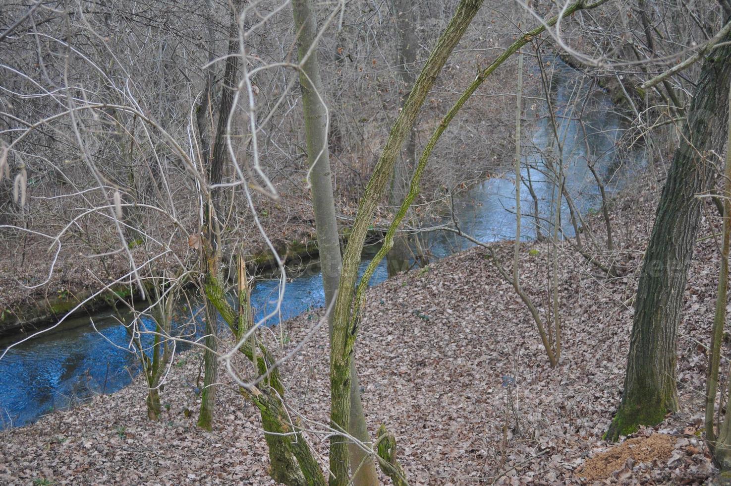 riachuelo en un bosque foto