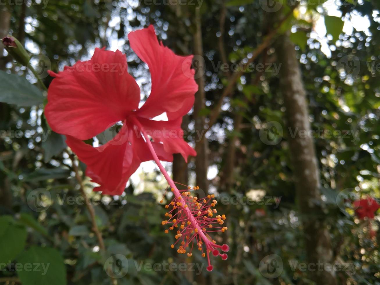 flor de hibisco rojo foto