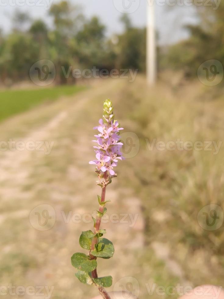 flor de cerezo en un árbol foto