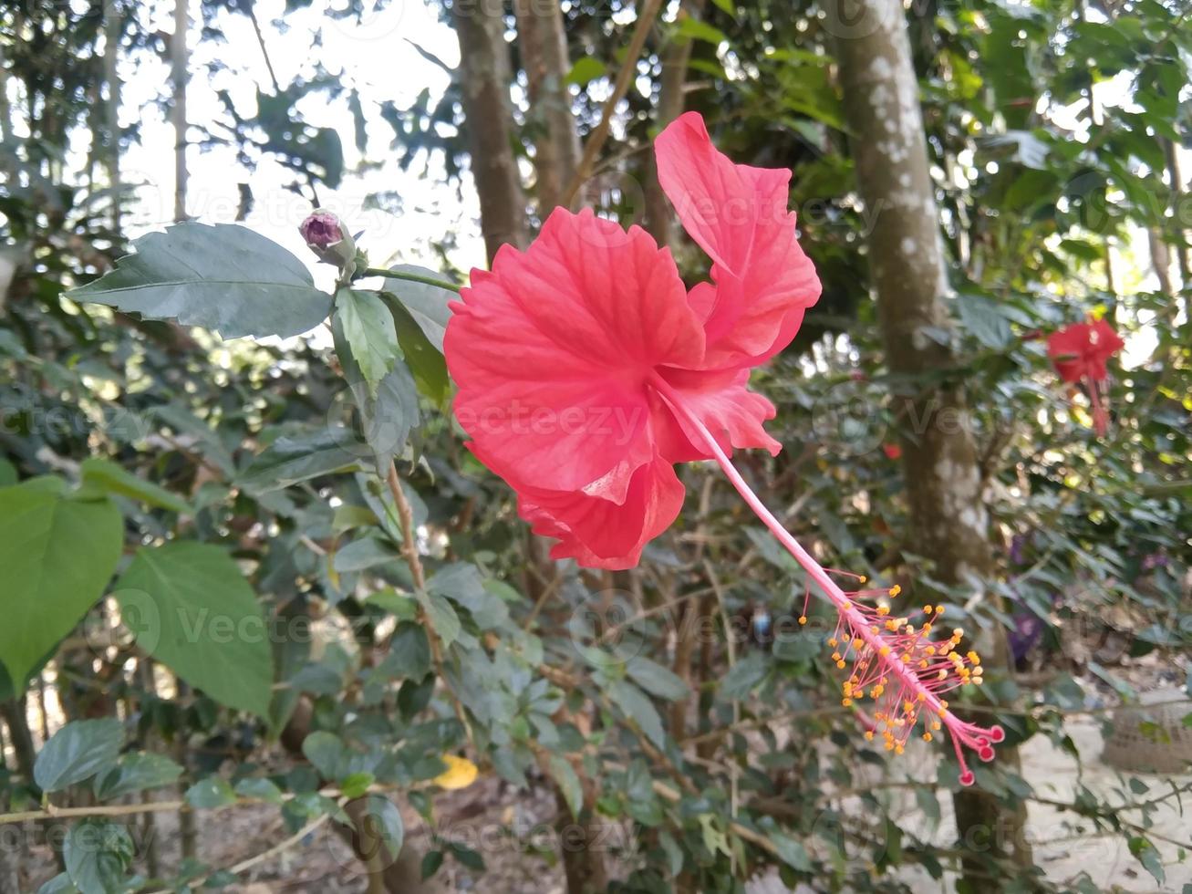 flor de hibisco rojo foto