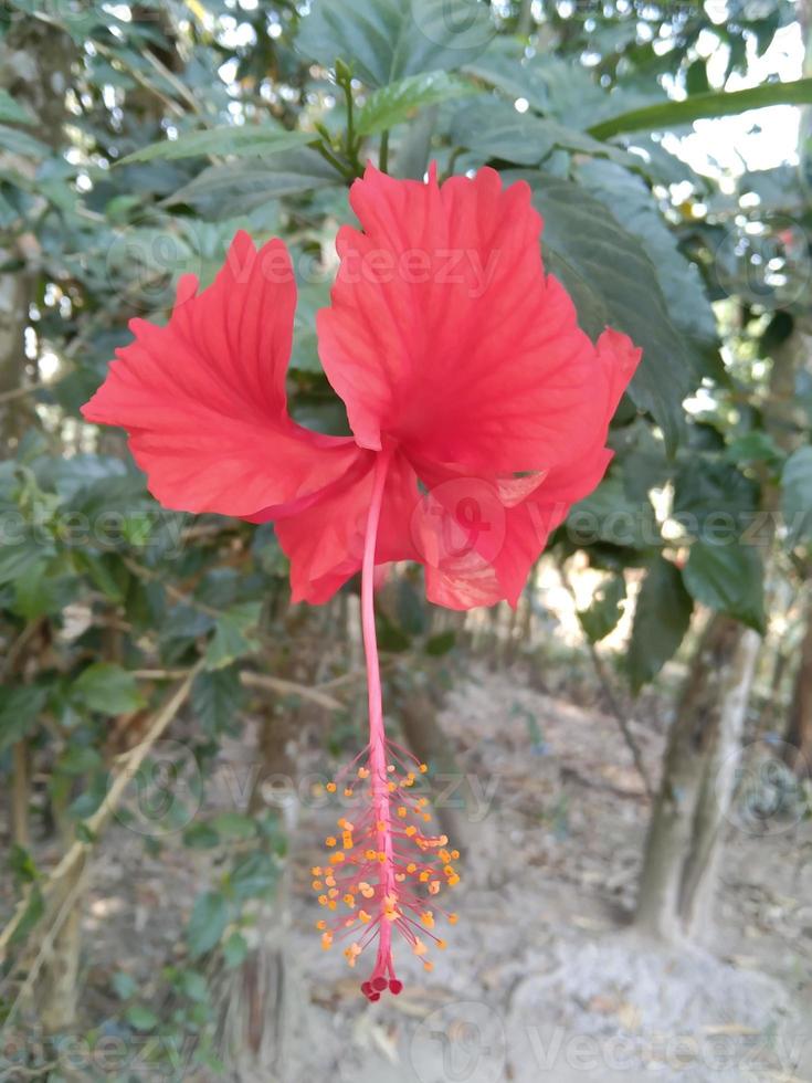 flor de hibisco rojo foto