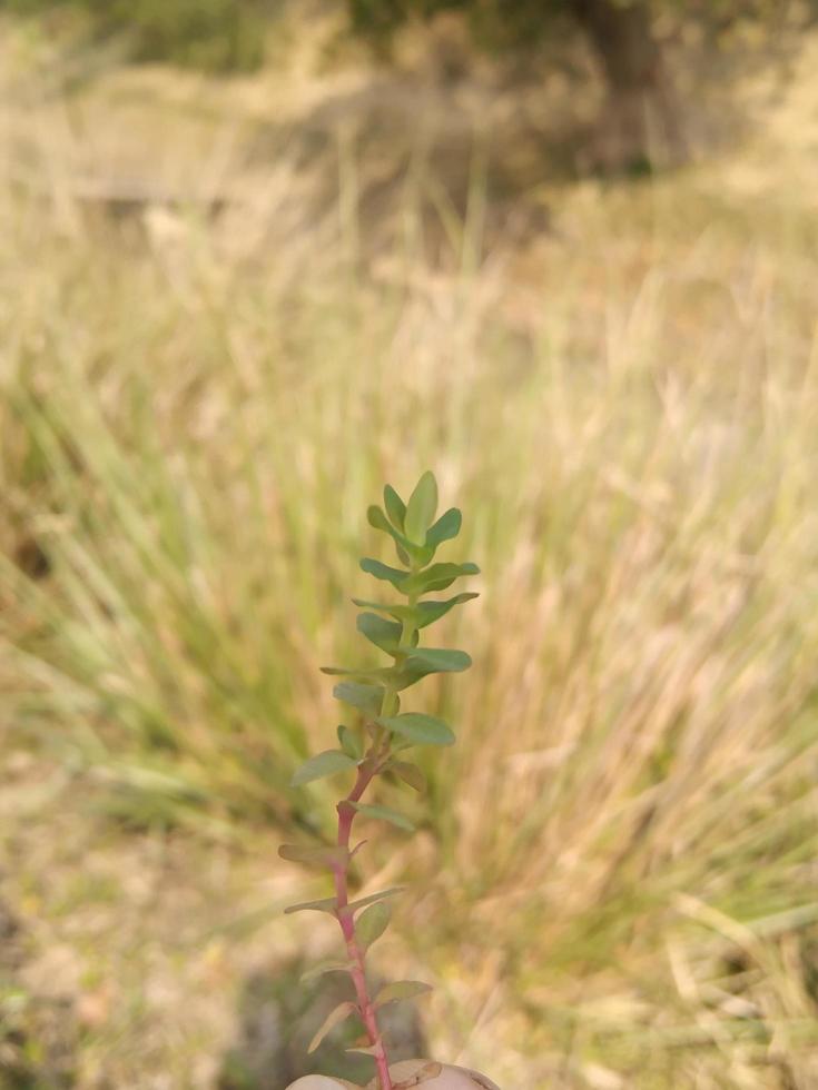 close up of fresh green leaves photo