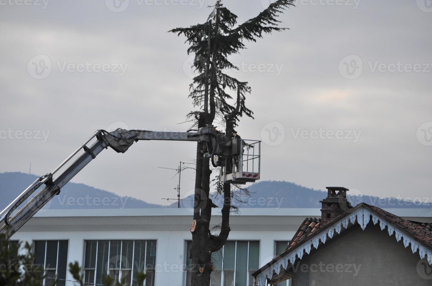 Jardinero irreconocible podando un árbol foto