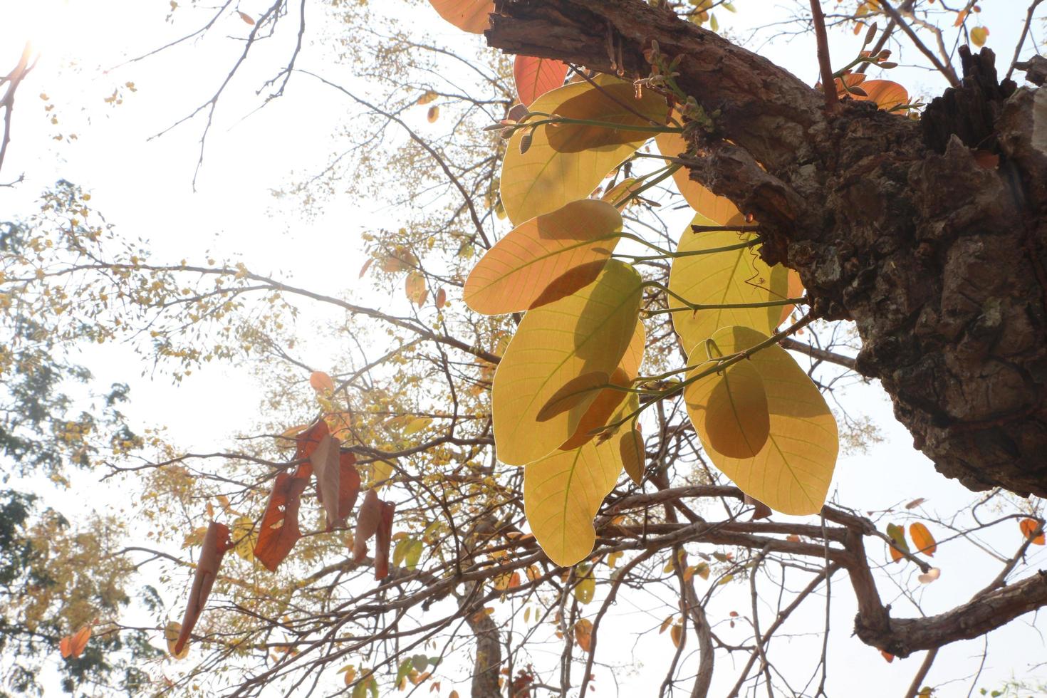 Shorea siamensis in the forest. Tree with leaves and flowers. photo