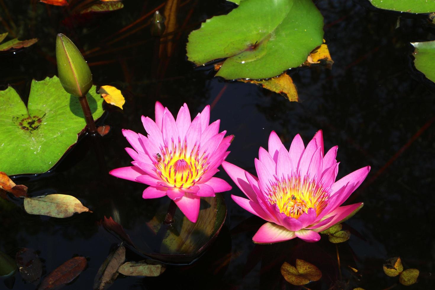 The purple lotus flower has a yellow color at the base of the stamens and bees inside. photo