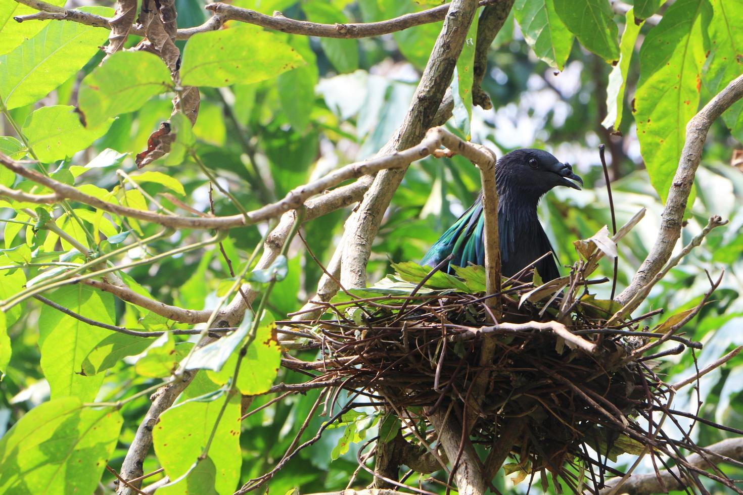 Nicobar Pigeon hatching in the nest on the branches in the forest. photo