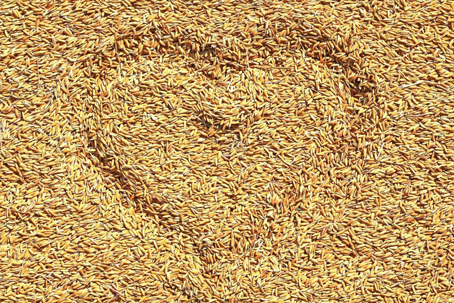 Top view of Paddy rice with heart shape for background and textures. photo