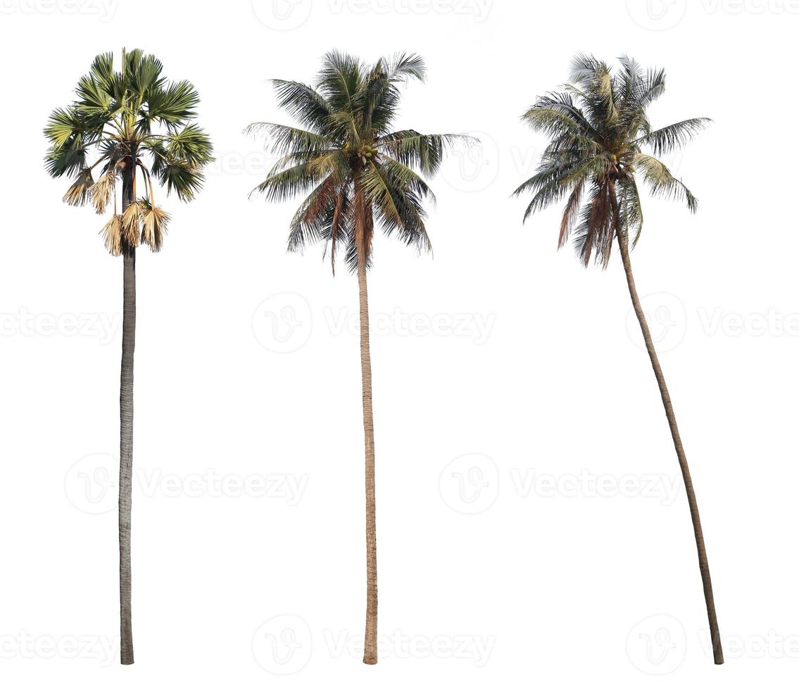 Sugar palm and coconut trees isolated on white background. photo