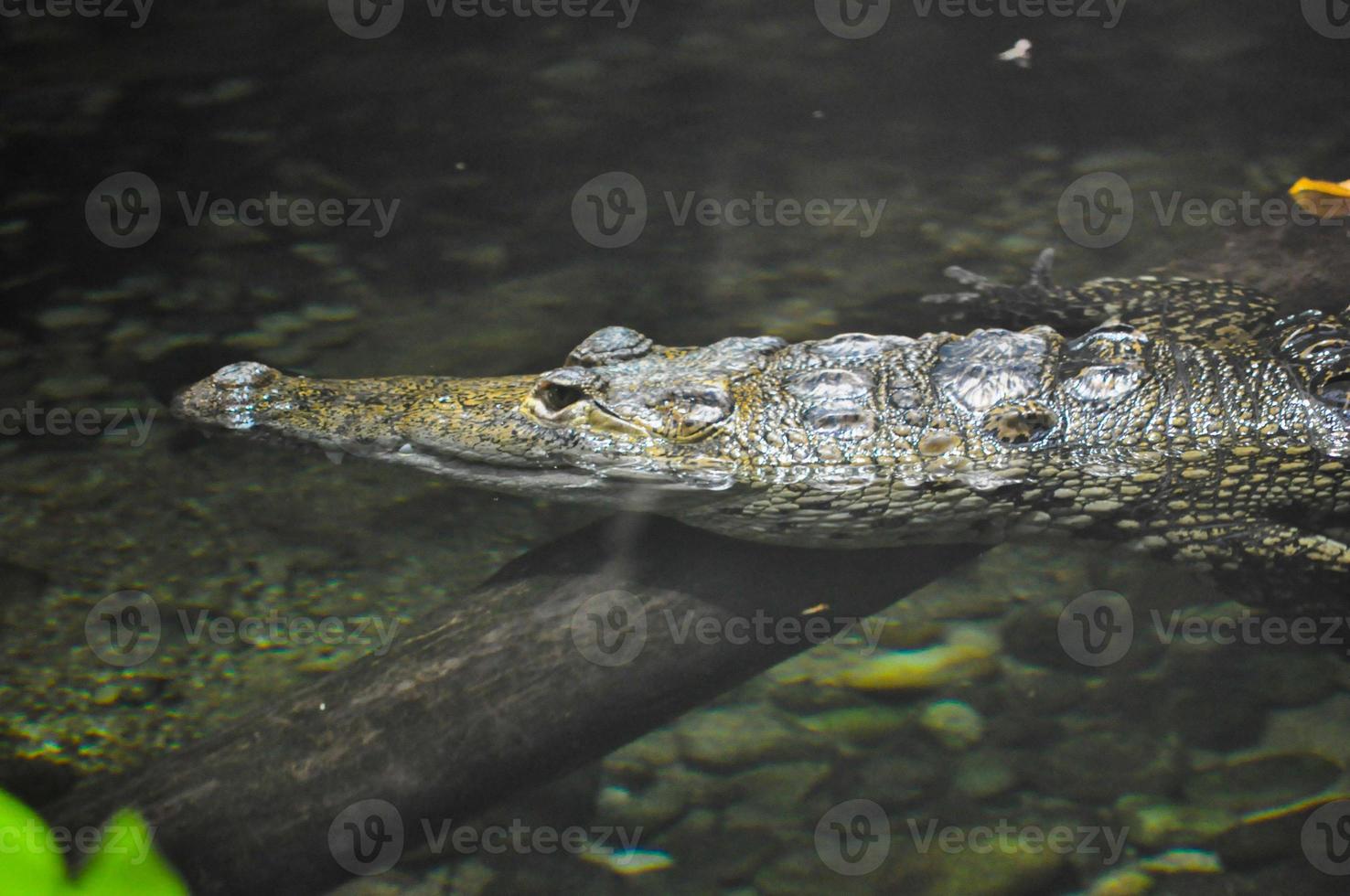 Crocodile reptile animal photo