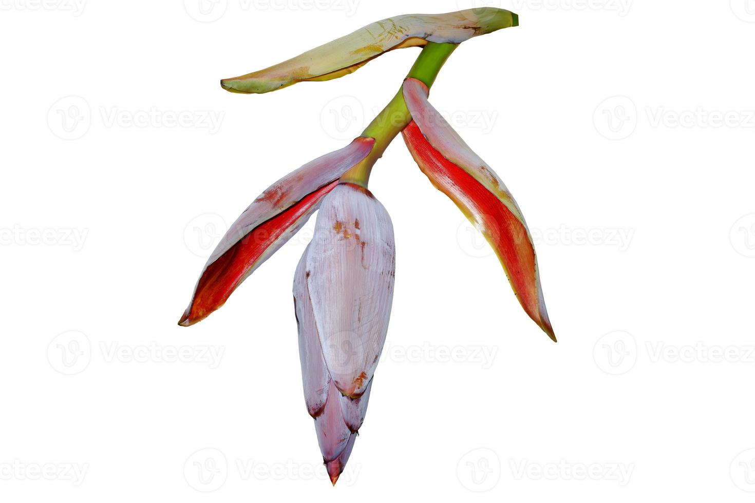 Banana blossom isolated on white background whit clipping path. Banana blossom has a crimson color, shaped like a drop of water with tough fiber taste like meat, low in calories. photo