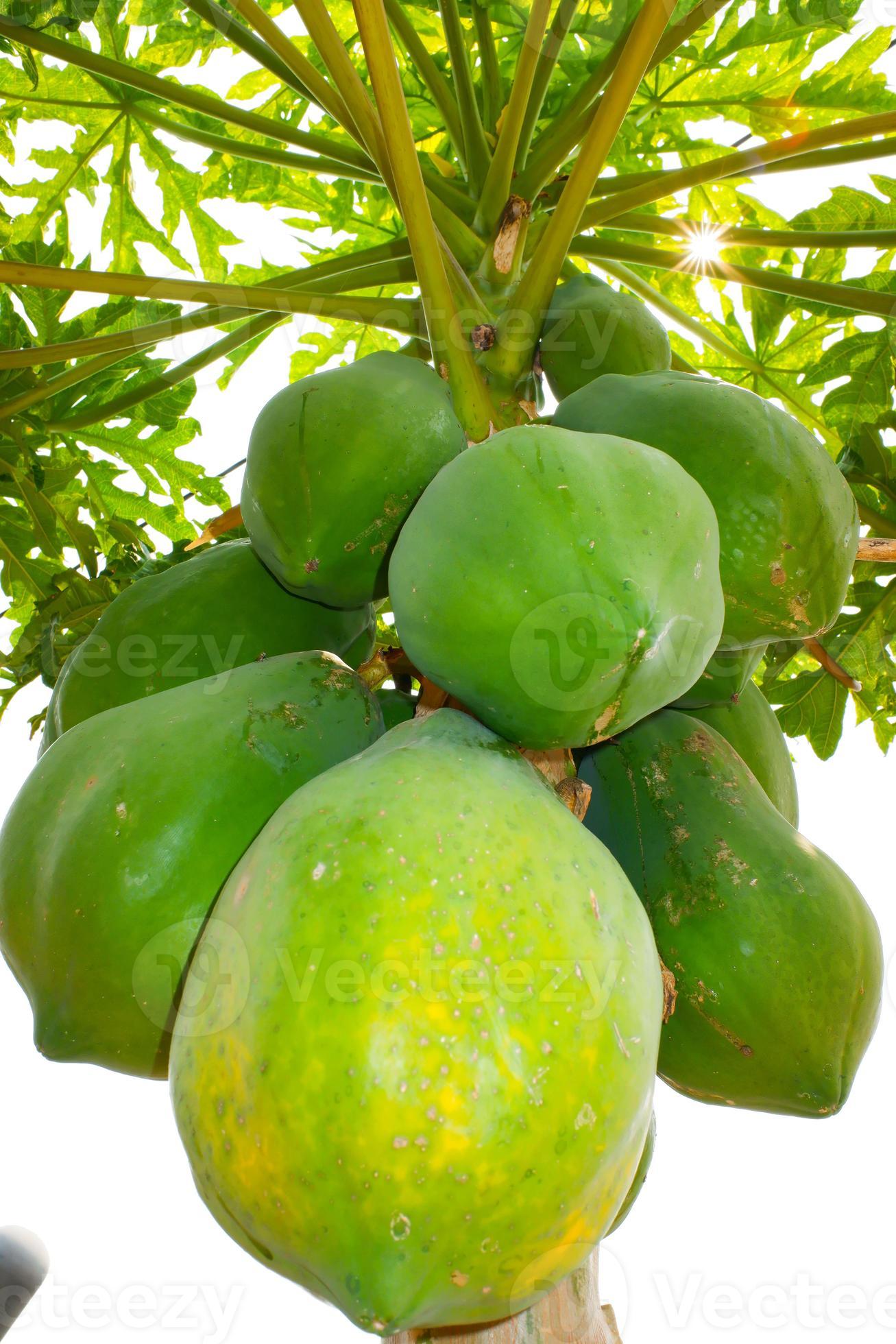 Papaya Fruits of Papaya tree in garden with white background. Nature