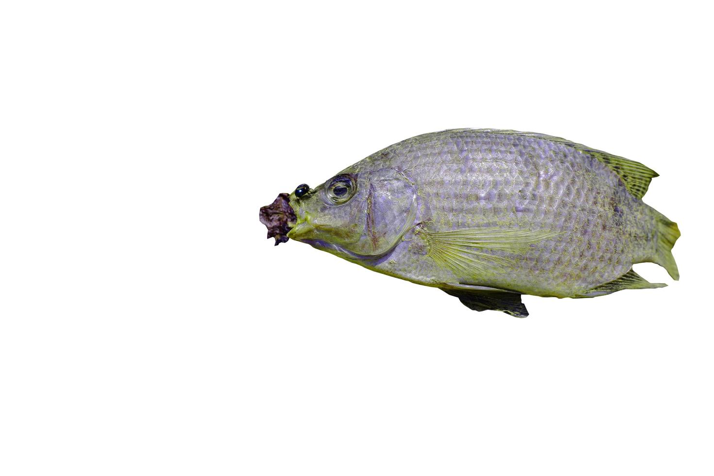 Dead Nile tilapia fish on the white background with clipping path.  World warming concept. photo