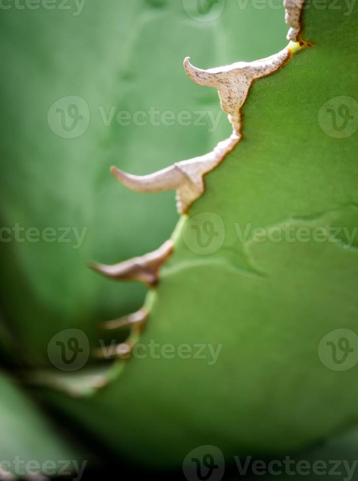 Succulent plant close-up, fresh leaves detail of Agave titanota Gentry photo