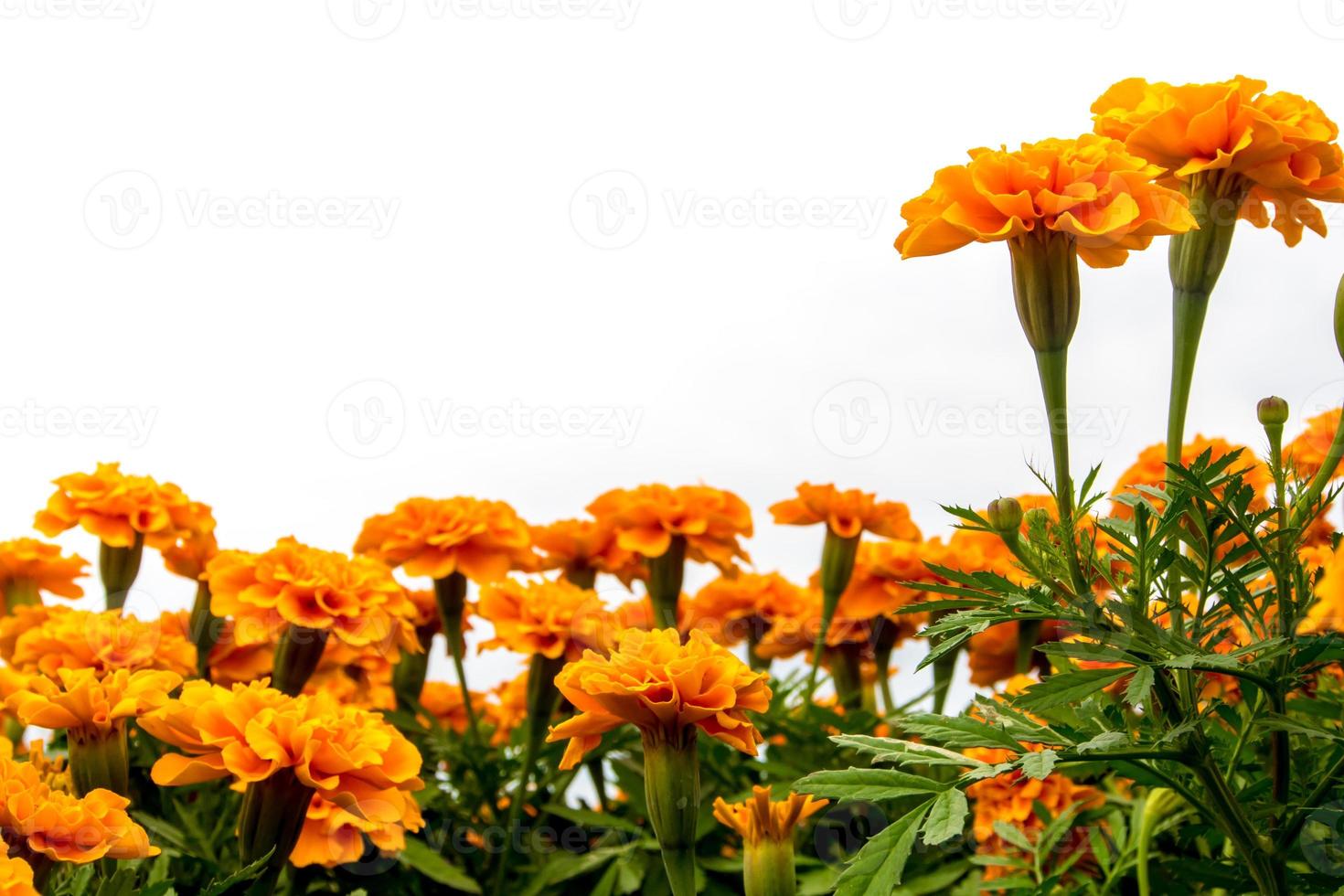 The marigolds field, vivid color flower photo