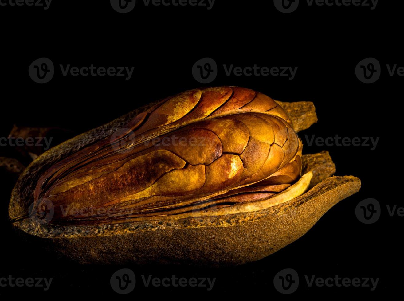 Pods and seeds of  Mahogany on black background photo