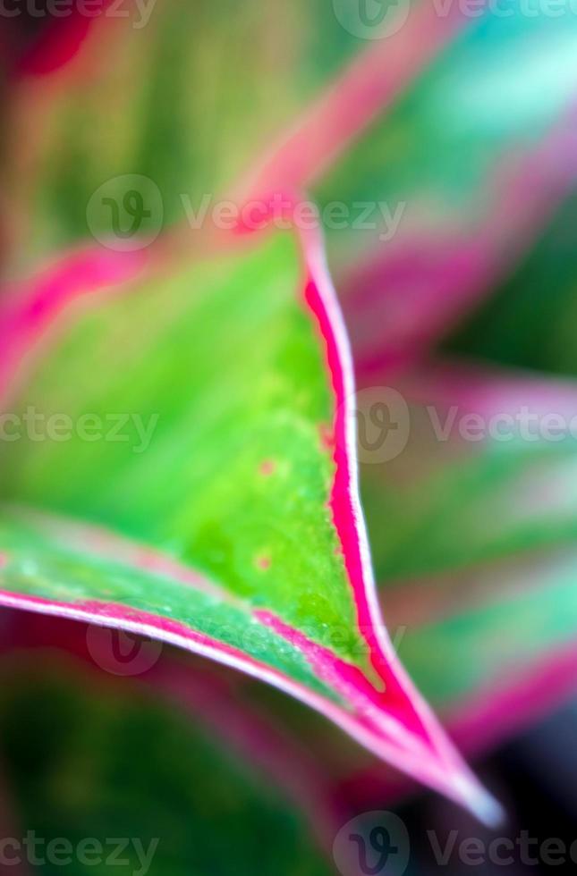 Beautiful color on leaf of Aglaonema 'Siam Aurora'  tropical houseplant photo
