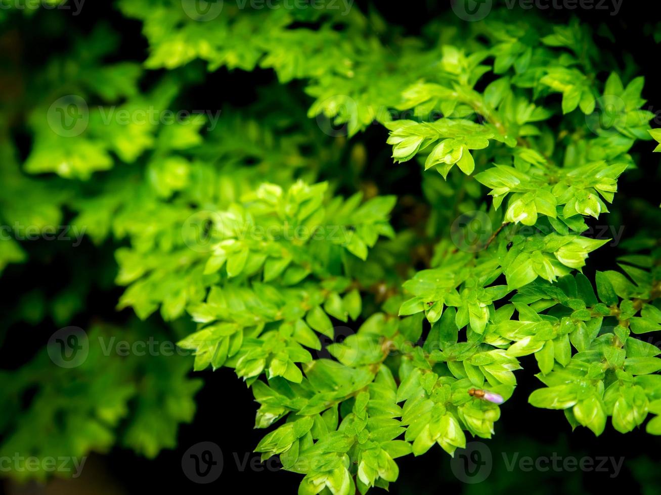Freshness Selaginella involvens fern photo