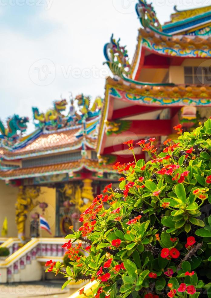 Red flower of Christ Thorn , Auspicious plant in Chinese religious venues photo