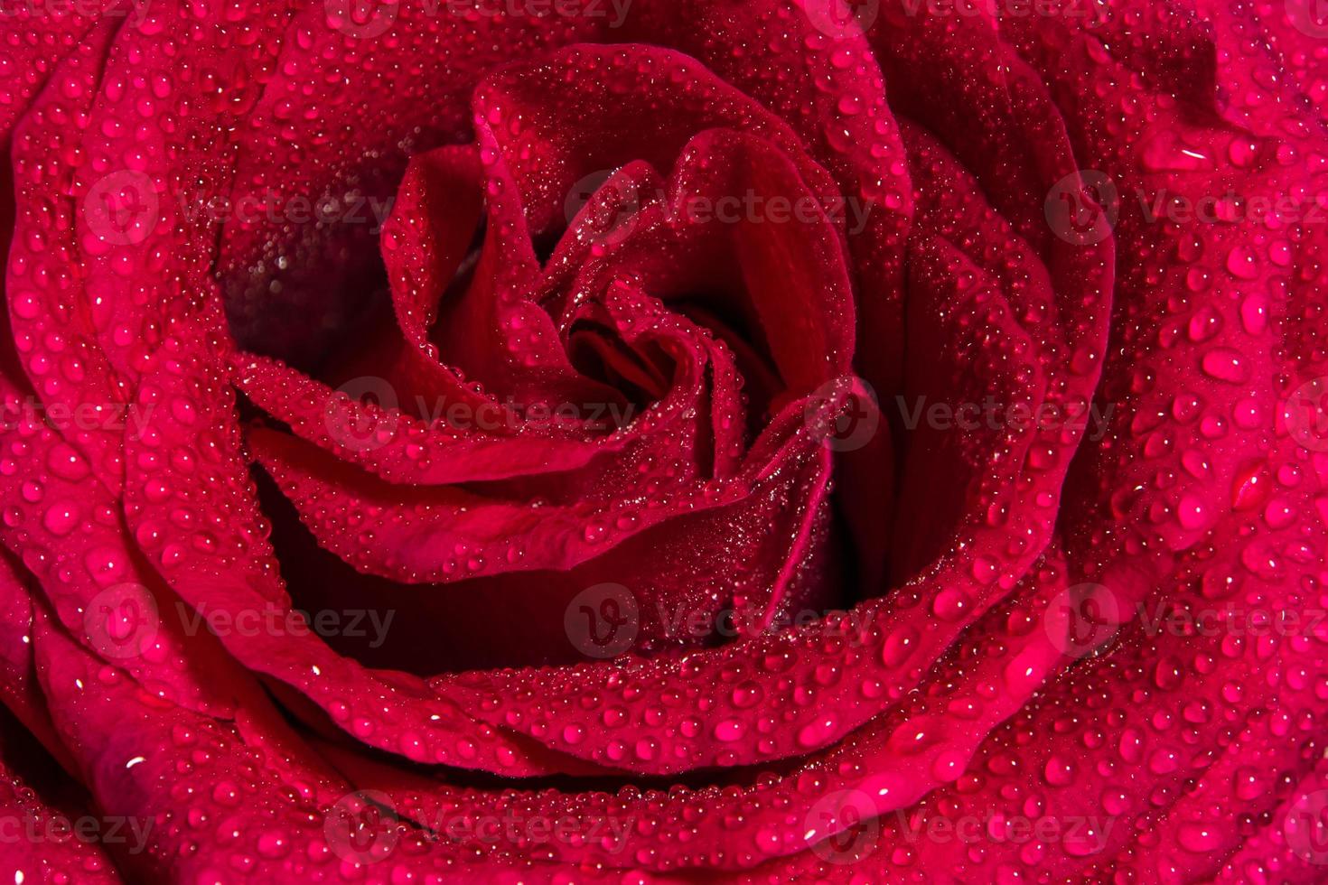 rosa roja fresca con gotas de agua, fondo floral natural de colores vivos foto