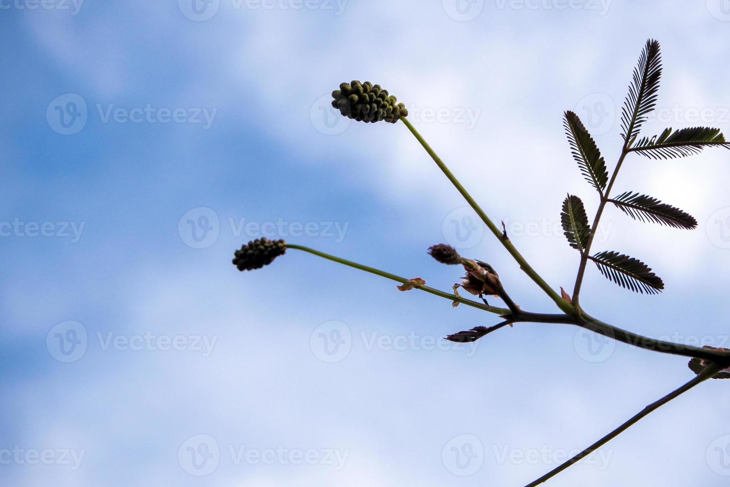 Flower and leaves of Giant sensitive plant in blue sky background photo