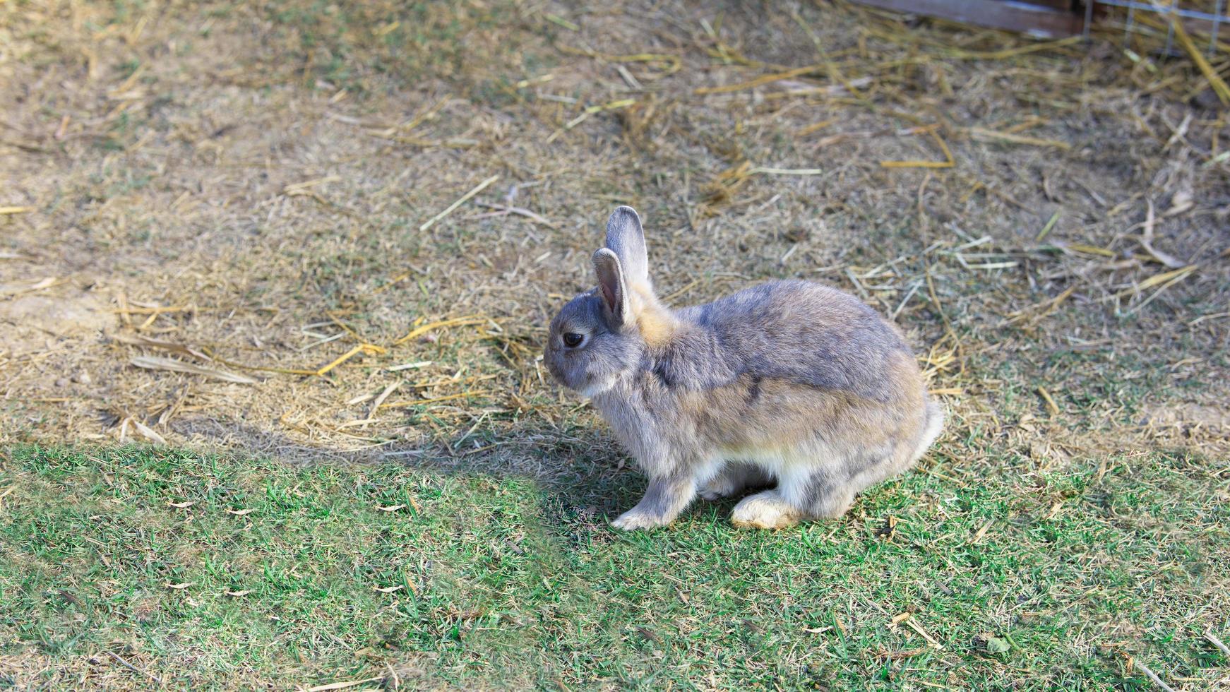 Gray cute bunny rabbit with beautiful hare color looking to the left. photo