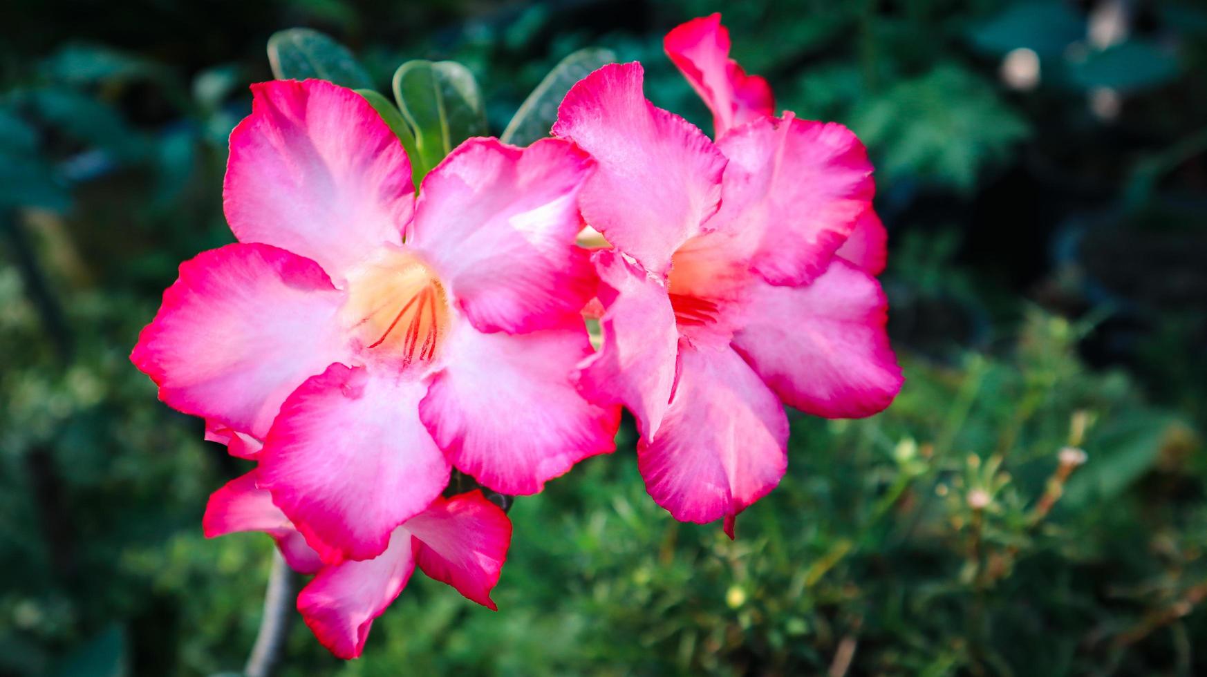 Closeup of Desert Rose Tropical flower in vintage feels. photo