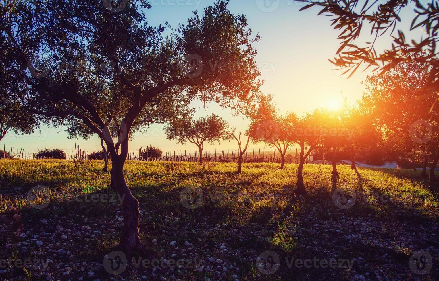 Tree shadow with sunset photo