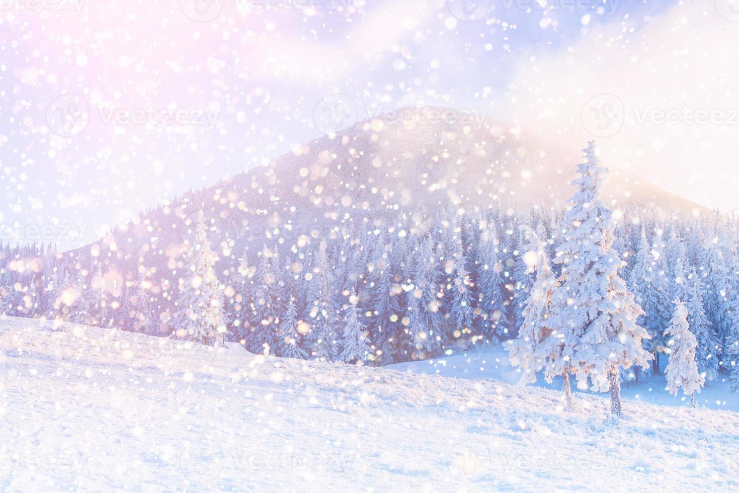 winter landscape trees snowbound, bokeh background with snowflak photo