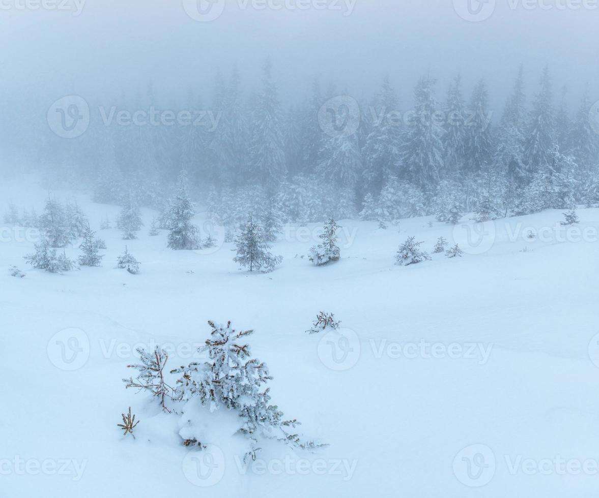 winter landscape trees in frost and fog photo