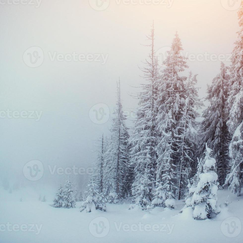 winter landscape trees in frost and fog photo