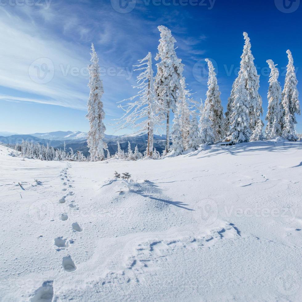 Winter tree in snow photo