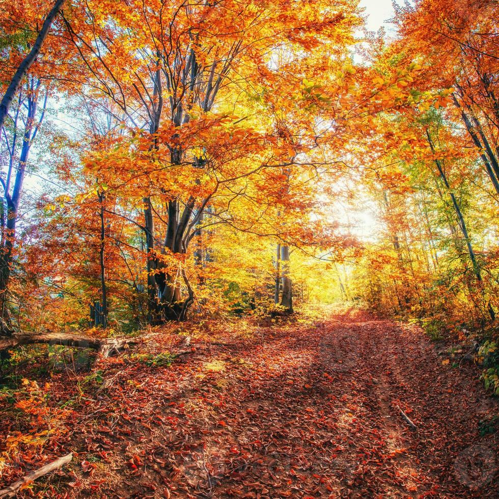 Forest Road in the autumn. Landscape. Ukraine. Europe photo